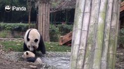 Видео: детёныши панды в китайском зоопарке